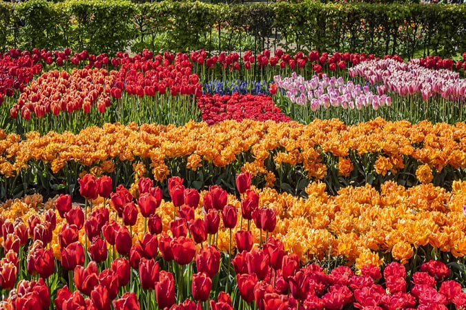 Blooming tulips flowerbed in Keukenhof.