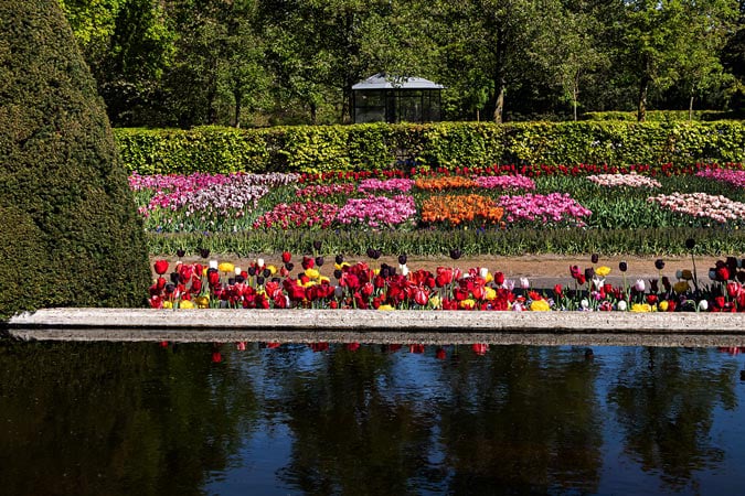 Keukenhof. Flower fields.
