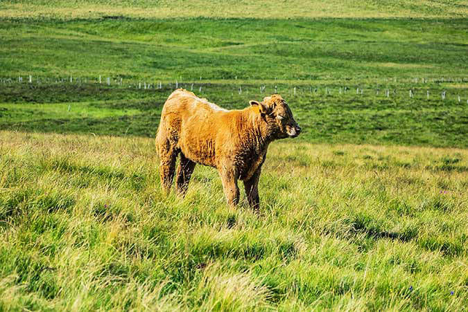 Auvergne