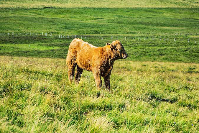 Auvergne