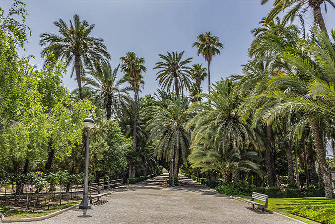 Elche. 
