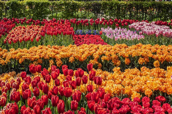 Blooming tulips flowerbed in Keukenhof.