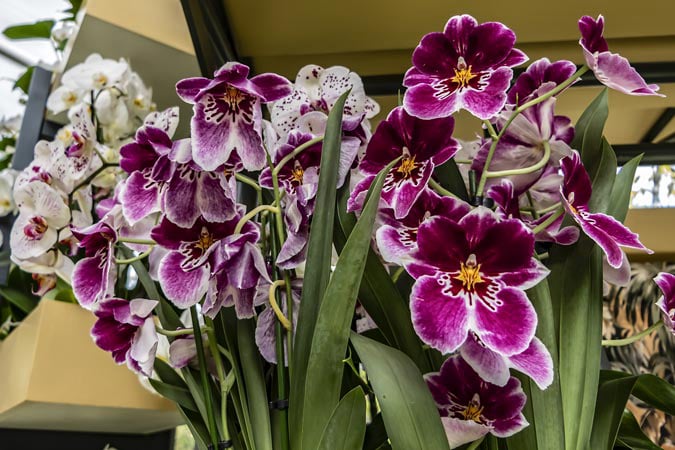 Keukenhof. Orchids at Beatrix Pavilion.