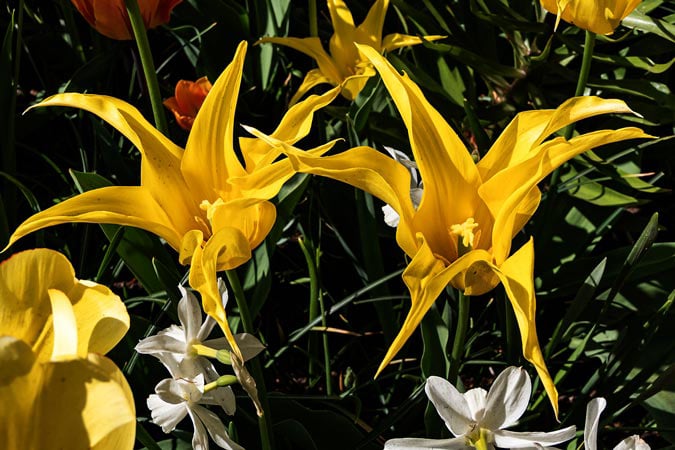 Keukenhof. Blooming colorful tulips.